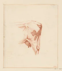 Pattes arrière d