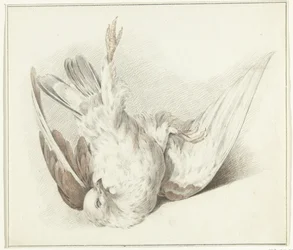 Pigeon mort