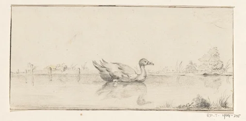 Canard dans l