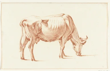 Vache broutant, vers la droite