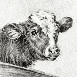 Tête de vache