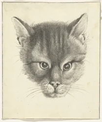 Tête de chat, de face
