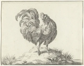 Poulet, debout sur une colline
