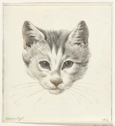 Tête de chat, vue de face à la lumière d