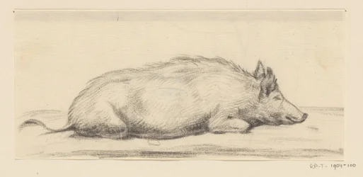 Cochon couché, vers la droite