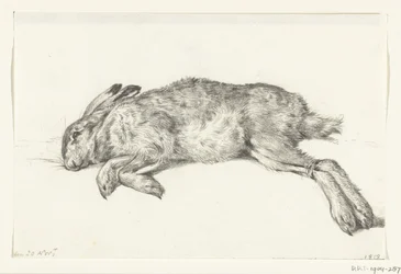 Lièvre mort couché