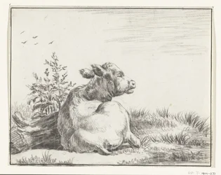 Vache couchée, de dos