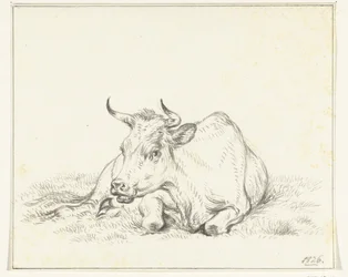 Vache couchée, de face