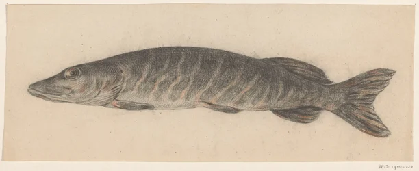 Brochet, vers la gauche