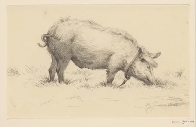 Cochon urinant debout, vers la droite, dans l