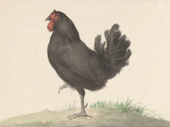 Poule noire debout (1775-1833)