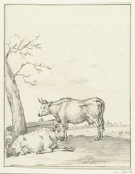 Vache debout et couchée