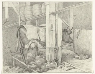 Vache debout avec une couverture