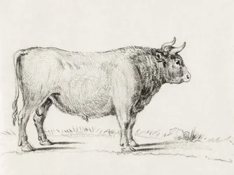 Standing Bull