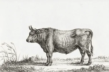 Standing Bull