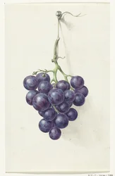 Grappe de raisins bleus