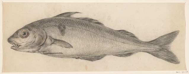 Poisson, vers la gauche