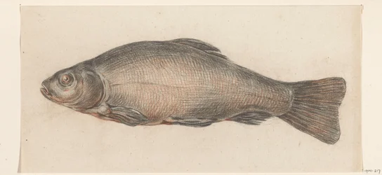 Poisson, vers la gauche