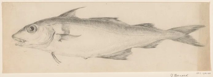 Poisson, vers la gauche