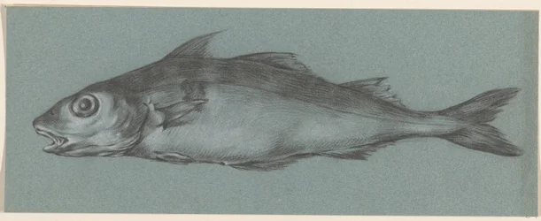 Poisson, vers la gauche