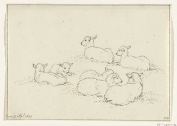 Six agneaux couchés