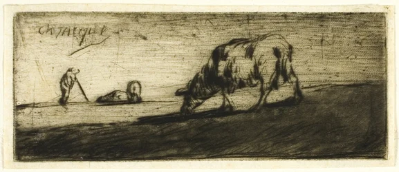 Un mouton broutant