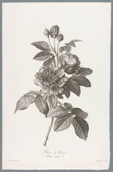 Rose de Provins
