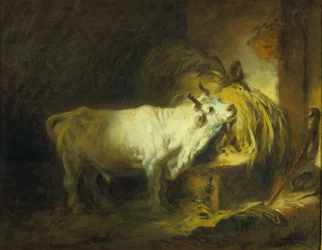 Le taureau blanc dans l
