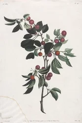 Collection des fleurs et des fruits : Branches de cerises précoces
