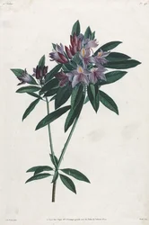 Rhododendron pontique, 1805