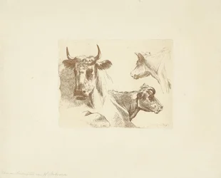 Trois têtes de vaches