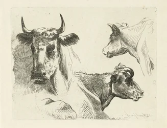 Trois têtes de vaches