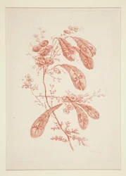 Sans titre (Fleurs idéales), d