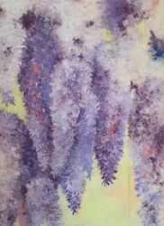 Fleurs de glycine, 2023 (pastel sur papier)