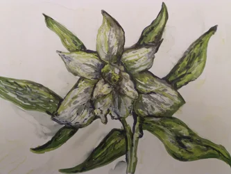Orchidée verte