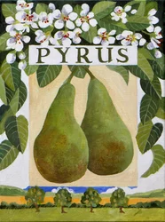 Pyrus (poire), 2014 (acrylique sur toile)