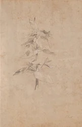 Étude de plantes