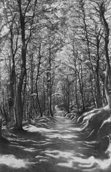 Toscane, faggeta, 2024 (fusain sur papier)