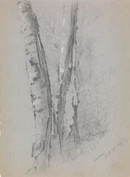 Étude de troncs de bouleaux Scribners