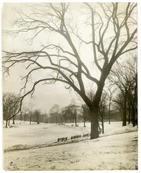 Boston Common et étang aux grenouilles, près de l
