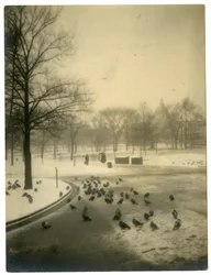 Commune avec des pigeons, Boston, USA, vers 1902-10
