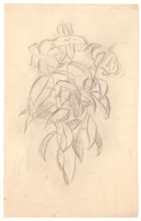 Étude de fleurs