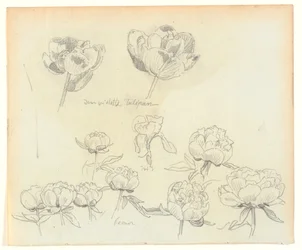 Études de fleurs
