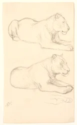 Deux études de lionne couchée