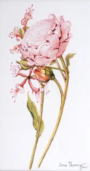 Rose rose, Abraham Derby avec chèvrefeuille, 2008
