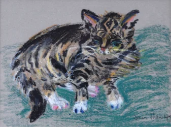 Chat tigré, 2005