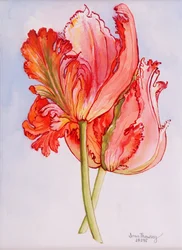 Deux Tulipes Frangées, 2000