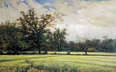 Sarrasin en fleur