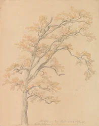 Chênes aux feuilles d