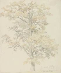 Chênes aux feuilles d